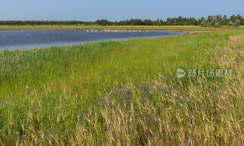 大白鹈鹕(pelenanus onocrotalus)，一群在乌克兰湖中休息和捕鱼的鸟